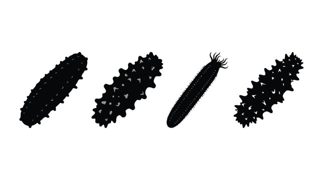 Sea Cucumber Silhouettes In Black And White Marine Invertebrate Silhouette
