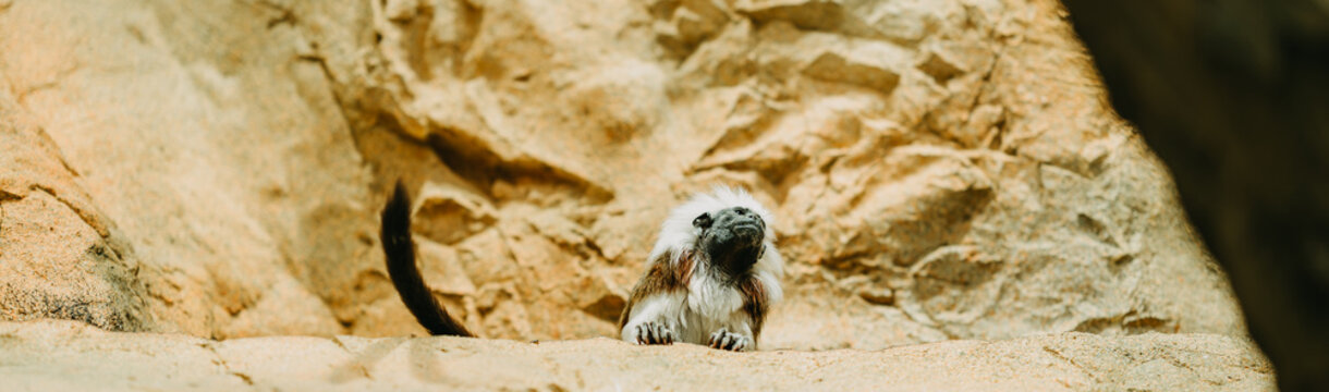 Small tamarin monkey perches on rock ledge, white mane framed against rough stone walls in warm light