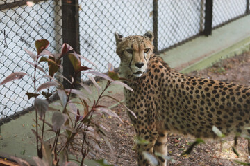 Close-up portrait of a cheetah turning to look at the camera inside an enclosure © Habii