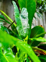 Fresh green philodendron leaf covered with clear morning dew drops after rain © Giel