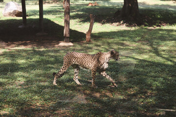 Side view of a cheetah walking on a grassy lawn in dappled sunlight at a zoo © Habii