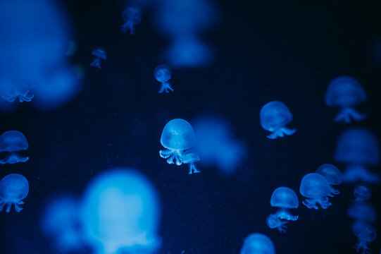 Blue jellyfish drift in dark water, creating serene underwater atmosphere with luminous motion and depth