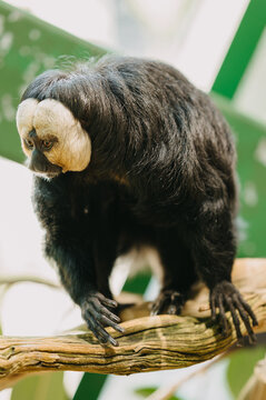 White faced saki monkey perches on wooden branch, showing dark coat, pale face, alert eyes in soft light