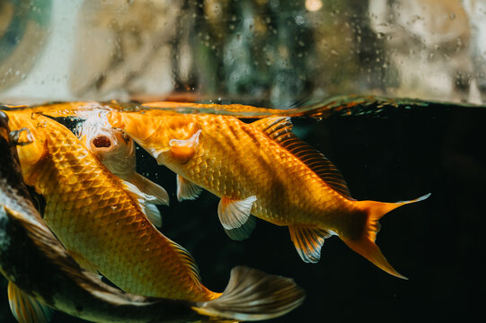 Several golden koi glide below shimmering pond surface in dark water, their bright scales glowing,