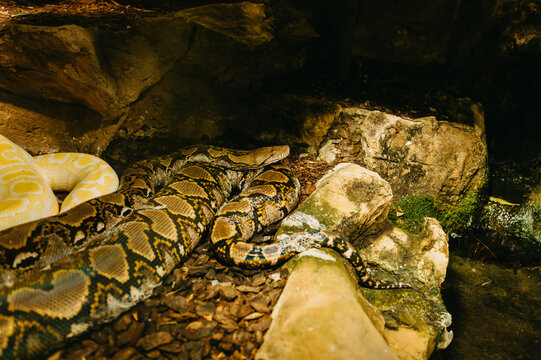 Two patterned snakes rest on stones near water, creating exotic reptile texture inside dark habitat zones