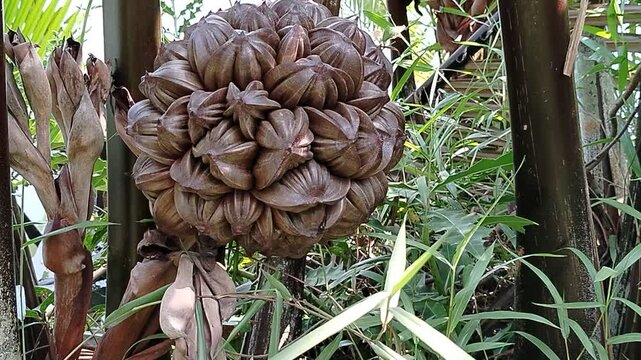 nipa palm fruit (Nypa fruticans), a distinctive mangrove species native to tropical coastal regions. Widely recognized for its ecological importance, edible fruit, and contribution to shoreline protec