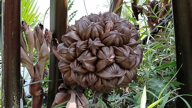 nipa palm fruit (Nypa fruticans), a distinctive mangrove species native to tropical coastal regions. Widely recognized for its ecological importance, edible fruit, and contribution to shoreline protec