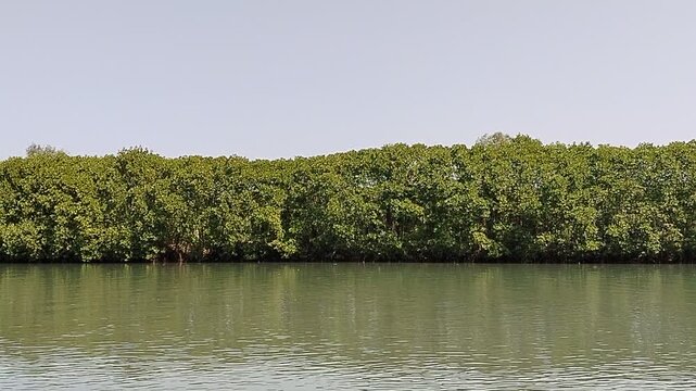 Natural mangrove woodland located near a river estuary and coastal shoreline, featuring dense roots, lush vegetation, and peaceful waters. This image represents sustainable ecosystems, climate adaptat