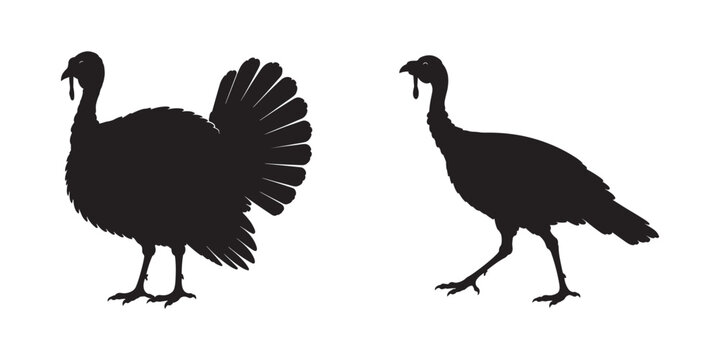Turkey silhouette, Turkey cock bird poultry animal black silhouette, turkey bird icon vector