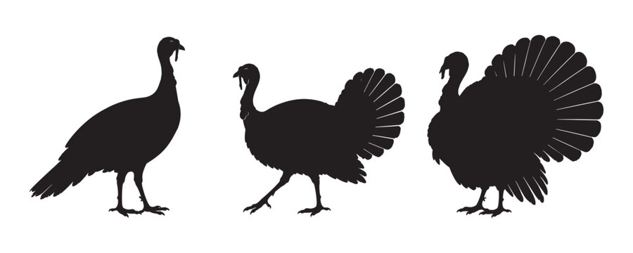 Turkey silhouette, Turkey cock bird poultry animal black silhouette, turkey bird icon vector