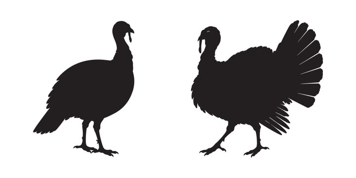 Turkey silhouette, Turkey cock bird poultry animal black silhouette, turkey bird icon vector