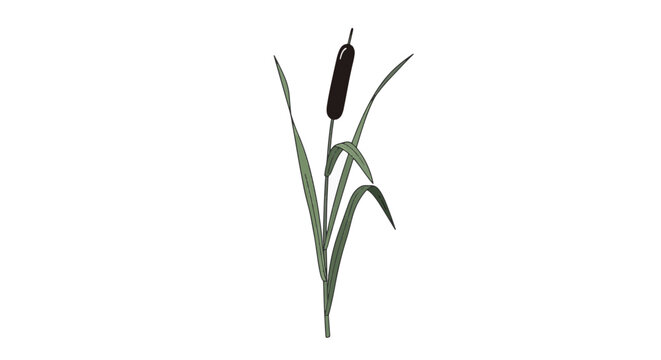 Minimalist vector illustration of a cattail reed stem featuring a dark brown flower head and thin green leaves, isolated on a white background for botanical design use.
