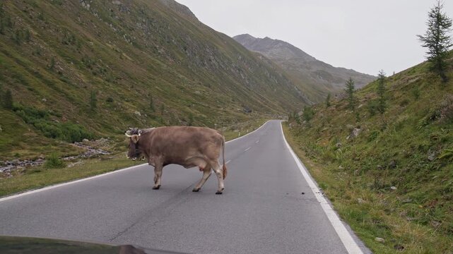 View from a moving car driving along a high mountain road in the Tyrol Alps as cows cross the scenic route surrounded by breathtaking landscapes in Austria Europe