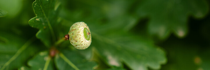 Close-up of immature oak acorn growing among lush green leaves on forest tree branch © Pavel Iarunichev