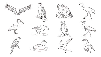 Fototapeta premium Vintage bird line art collection, 12 hand drawn avian illustrations. Retro wildlife sketches of eagle, owl, penguin, and parrot. Minimalist nature vector set.