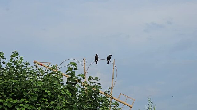 Real time footage of two black crows perched on a unique handmade bamboo heart and arrow structure moving gently in the wind.