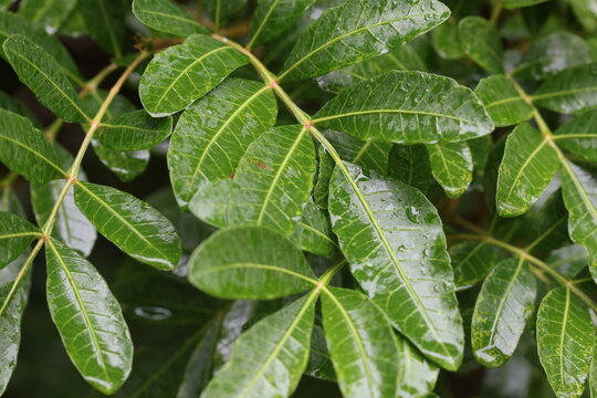close up of Brazilian pepper tree (Schinus terebinthifolia raddi) leaves