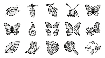 Fototapeta premium Butterfly metamorphosis stages and nature observation icons.
