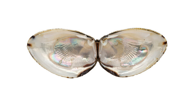 A wide open bivalve mollusk shell featuring a smooth pearlescent inner surface with iridescent highlights, isolated on a deep black background
