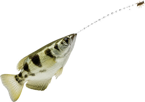 Archerfish Shooting Water Jet to Hunt Insect Above Surface