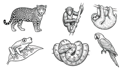 Vintage jungle animals vector set, hand drawn tropical wildlife illustrations, black and white exotic animal sketches for nature branding and education © chouadhrynuman