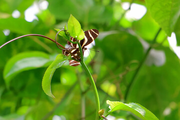 Petit papillon à rayures marron et blanches © helenedevun