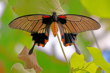 papillon superbe aux ailes ouvertes © helenedevun