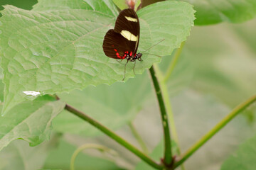 un papillon noir aux taches blanches et rouge © helenedevun