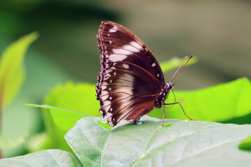 Papillon en train de pondre © helenedevun
