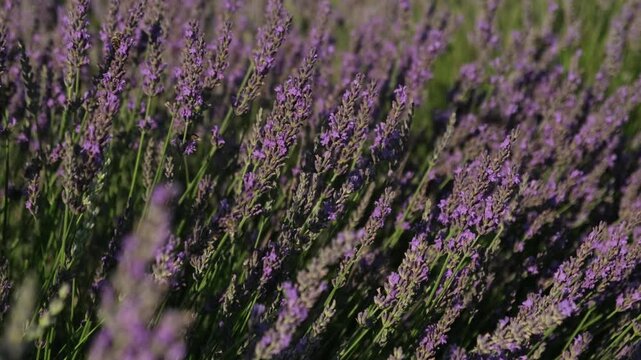 A lavender field, fragrant lavender bushes are swaying in the wind, bees are buzzing over the flowers, collecting pollen, everything is flooded with sunlight.