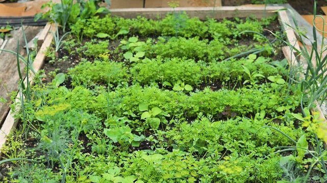 Plants are arranged neatly in raised garden beds with fresh greens and herbs growing in rows
