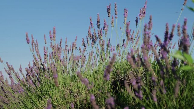 A lavender field, fragrant lavender bushes are swaying in the wind, bees are buzzing over the flowers, collecting pollen, everything is flooded with sunlight.