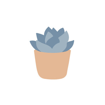 Succulent plant in a pot
