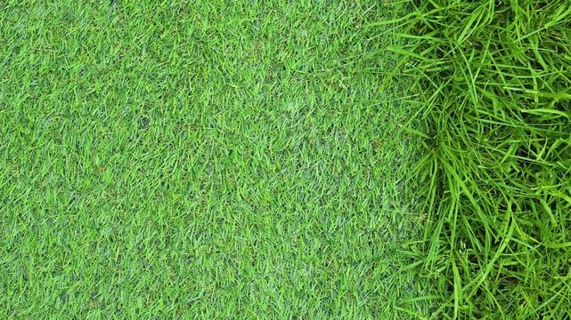 The video displays various grass textures highlighting different growth patterns in a natural environment. Artificial turf and natural grass