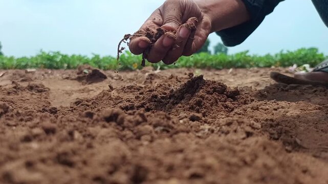 Close up of Farmer Hand Holding and Checking Fertile Brown Soil in Agriculture Field