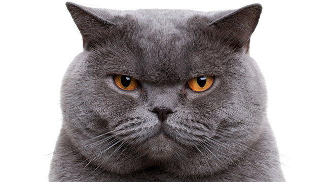 Grumpy British Shorthair cat face with orange eyes, isolated on transparent background