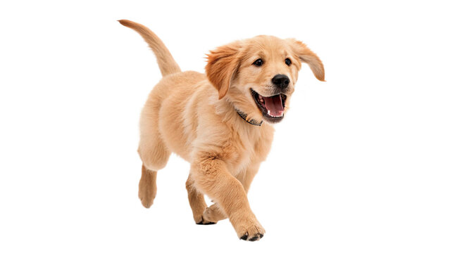 Happy golden retriever puppy running playful isolated on transparent background cut out
