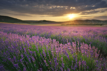 Fototapeta premium Lavender field landscape at sunset with scenic flower rows leading toward a bright shining sun.