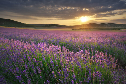 Lavender field landscape at sunset with scenic flower rows leading toward a bright shining sun.