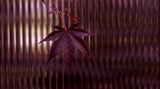 Red maple leaf hanging on a branch with a blurred vertical striped background