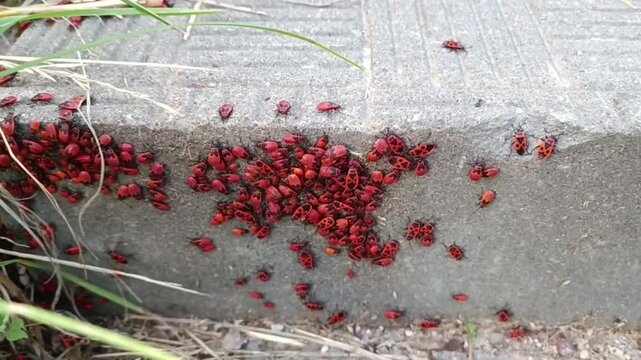 Close up of a dense cluster of red and black firebugs (Pyrrhocoris apterus) covering a concrete ledge and spilling onto the ground, surrounded by dry grass and foliage.