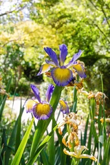 Close up of a Dalmatian iris, used today to flavor foods and drinks as well as for perfumes or air fresheners © Vermeulen-Perdaen