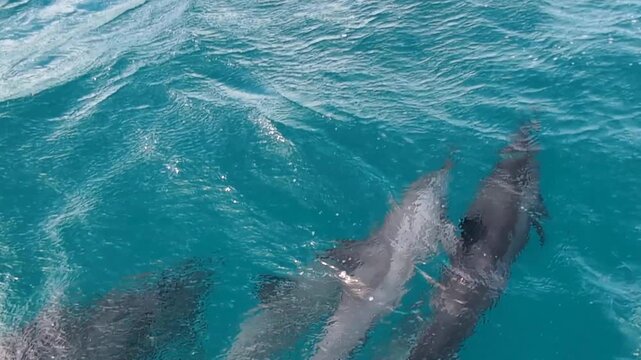 Closeup topdown of fast swimming spinner dolphins at surface of ocean off Moon Reef on tropical island of Viti Levu, Fiji, South Pacific