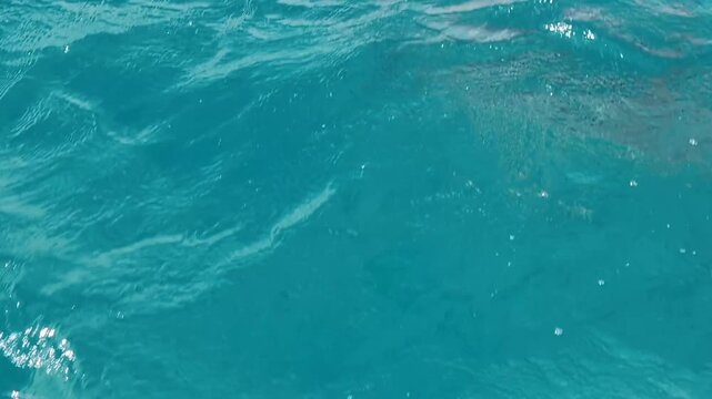 Closeup pod of spinner dolphins swimming fast in choppy tropical ocean waters at Moon Reef in Viti Levu, Fiji, South Pacific