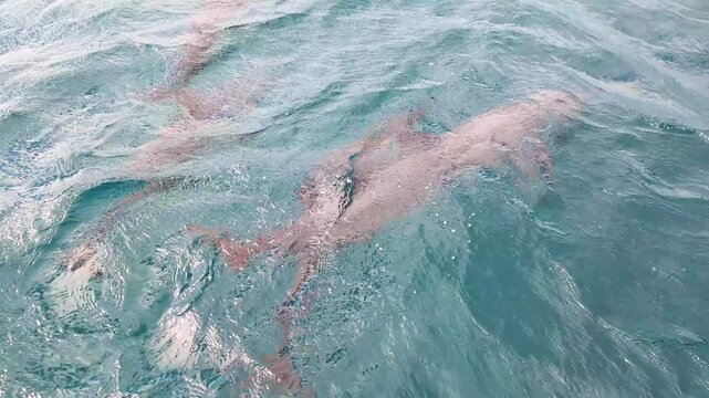 Pod spinner dolphins making close contact with each other swimming at surface of ocean on Moon Reef, Viti Levu, Fiji in South Pacific