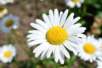 Fototapeta premium White Daisy Flower Blooming in Garden macro Matricaria chamomilla