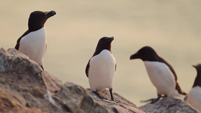 Razorbills Seabirds at Sunset on Coast, Colony of Razorbills on Rocks with Ocean Sea Water and Orange Sunset Sky on Skomer Island in Wales, UK Nature and Wildlife