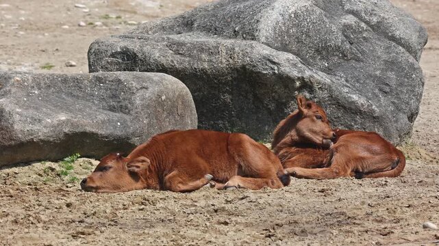 Baby Aurochs, Heck cattle, Bos primigenius taurus, claimed to resemble the extinct aurochs. Domestic highland cattle