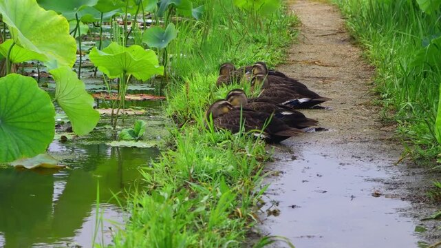 Ducks are drying their feathers on the embankment by the pond.연못가 둑위에 오리들이 깃털을 말리고 있습니다.