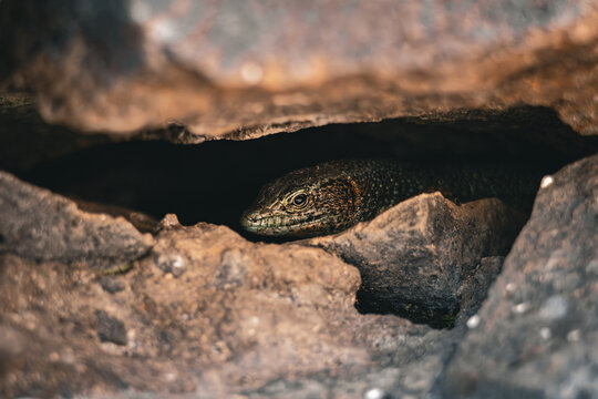 Madeiran Wall Lizard (Teira dugesii)